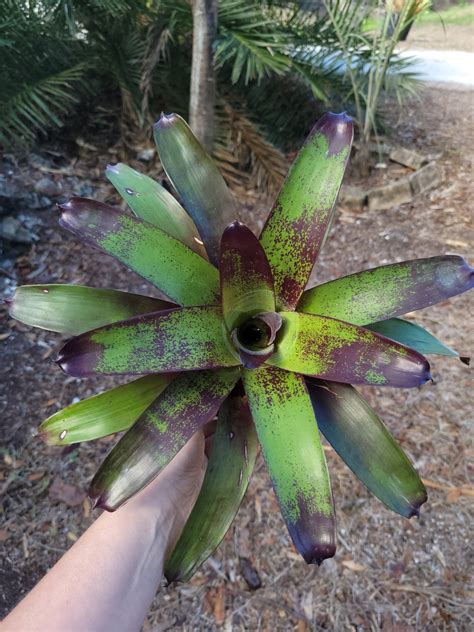 Vriesea-Purple-Cockatoo | Bonita Bromeliads Specialty Plant Nursery