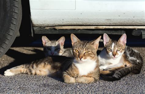 Three Street Cats Copyright Free Photo By M Vorel Libreshot