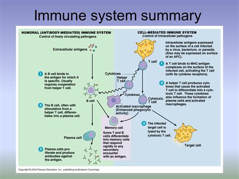 Rebuilding Immune System After Antibiotics