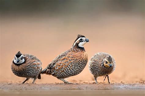 Bobwhite Quail Eggs For Hatching Fertile Hatchin Eggs