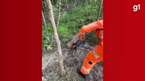 V Deo Mostra Resgate De Capivara Que Ficou Presa Em Armadilha Em Mg