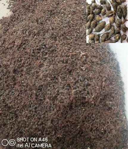 Cyprus Rotundus Nut Grass Mustak Nagarmotha Motha At ₹ 30 Kg Cyperus Rotundus In Lucknow