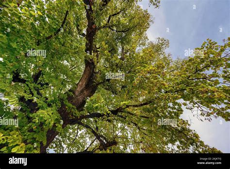 Natural Monument Court Linden Tree Tilia Lime Tree In Reicholzried