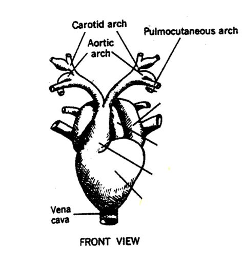 Bio Frog Circulatory System Diagram Quizlet