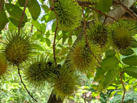 Premium Photo | A rambutan fruit on the tree