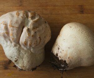 Puffball Mushroom Identification and Foraging Guide