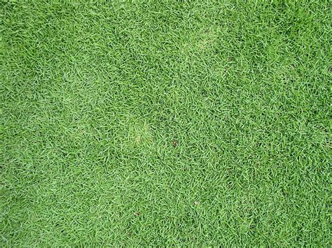 Types Of Grass Sod - Mississippi Sod | Sod Grass Delivery In Mississippi