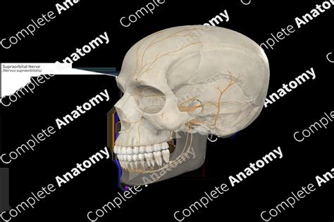 Supraorbital Nerve | Complete Anatomy