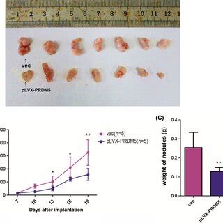 Overexpression Of Prdm Suppresses Tumor Growth In Nude Mice