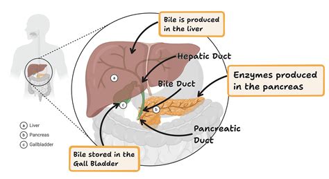 Bile Is Stored And Concentrated In The 4