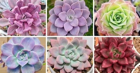 30 Types Of Popular Graptoveria Succulent Pictorial Guide