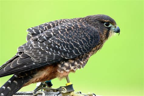 feather, prey, falcon - bird, animal themes, wildlife, predator