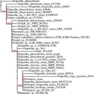 Maximum Likelihood Phylogram Based On S Rrna Region Inferred From The