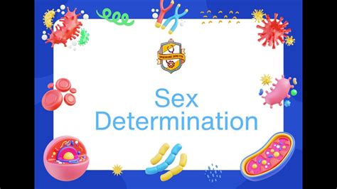 Sex Determination YouTube