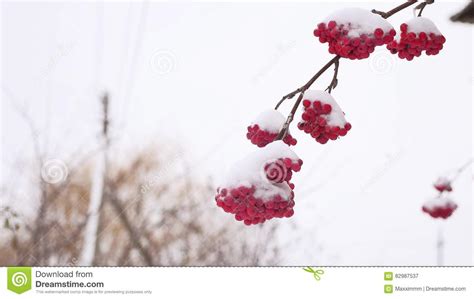 Red Bunches Branch Of Rowan Covered Winter With The First Snow Stock