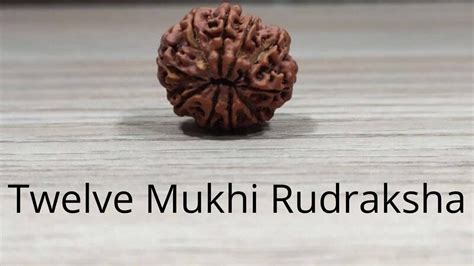 Power Of Sun Twelve Mukhi Rudraksha