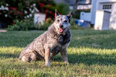 Australian Stumpy Tail Cattle Dog - Dog Breed Information & Characteristics - FurLyfe!