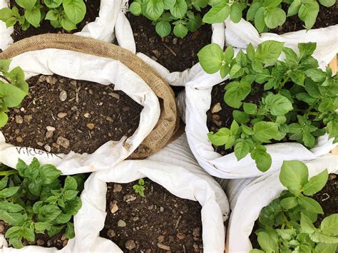 How To Grow Potatoes In A Bag Everything You Need To Know Homes