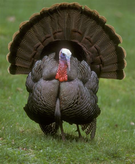 Wild Turkey Wikipedia