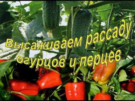 Высаживаем ОГУРЦЫ и ПЕРЦЫ в теплицу. Основные моменты - YouTube