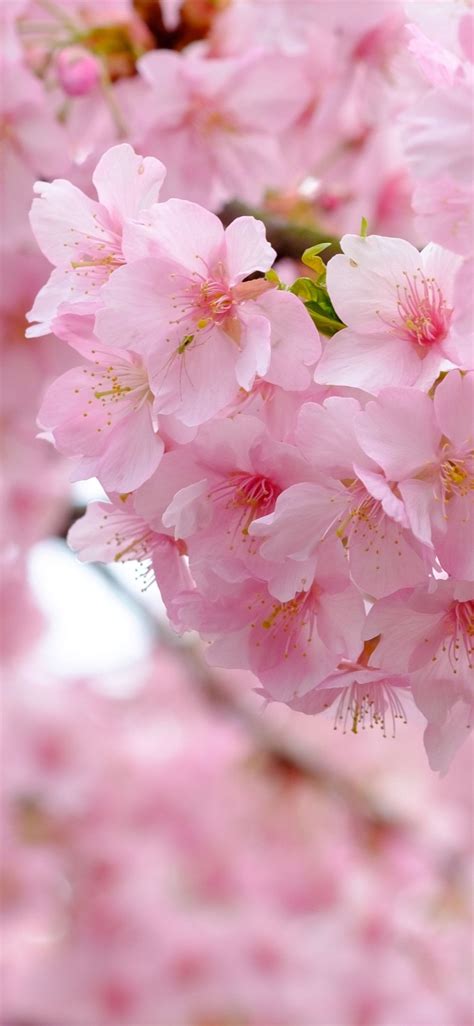 Pink Sakura Wallpapers - Top Free Pink Sakura Backgrounds - WallpaperAccess