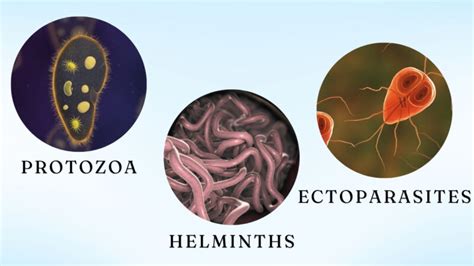 parasites types symptoms treatment dplo