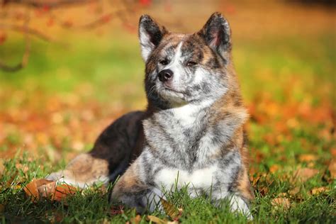 Brindle Akita Facts Appearance Genetics And Pictures