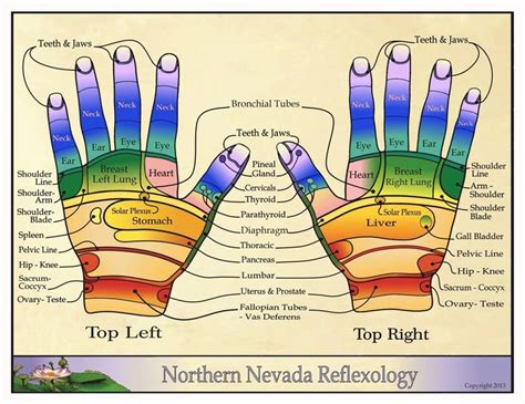 Hand Reflexology Chart 11 Laminated Palms On One Side And Top Of Hands On The Other Side