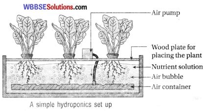 Wbbse Class Life Science Solutions Chapter B Mineral Nutrition