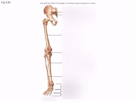 Pelvic Girdle And Lower Limb Diagram Quizlet