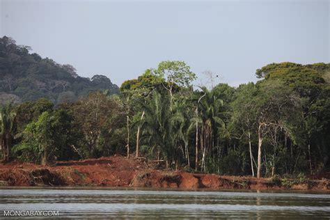 Forest clearing along the Panama Canal [panama_0061]