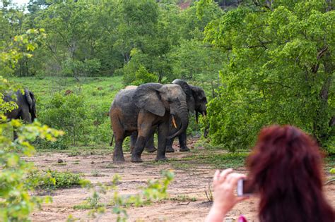 Mole National Park Safari African Elephant In Ghana Stock Photo ...