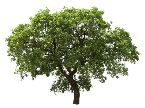 Vector De Arboles Png Arbol Png Arboles Hojas Verdes Png Y Psd Para Images