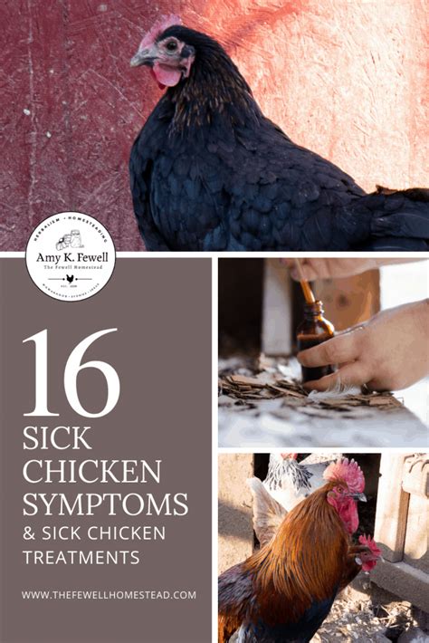 16 Sick Chicken Symptoms & Sick Chicken Treatments - Amy K. Fewell