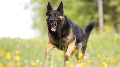 Lintesa Con Il Cane I Segnali Calmanti 8