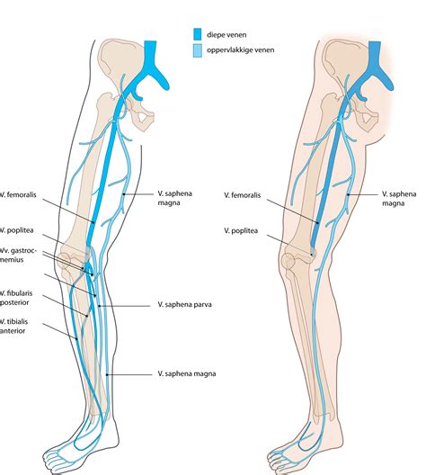 Slagter Drawing Deep And Superficial Veins Of The Lower Extremity