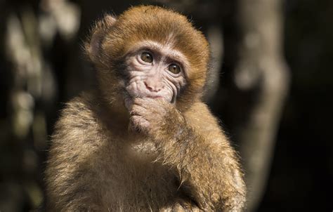 Two dozen monkeys escape German zoo, attempt to return to nature – BGR