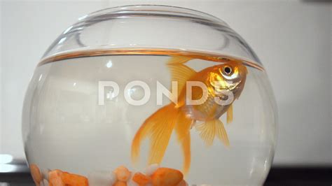 golden goldfish