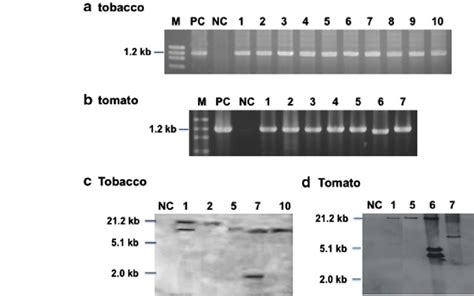 Pcr Amplification Of Kb Of The Nic Gene In Transgenic Tomato And