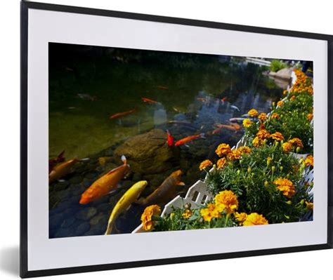 Fotolijst Incl Poster Koi Karpers In Een Vijver Met Bloemen 60x40