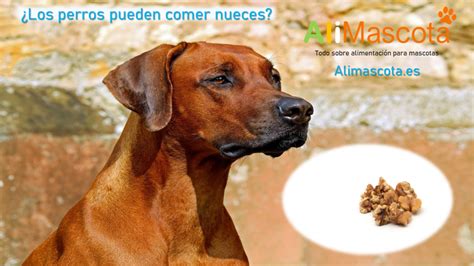 Los Perros Pueden Comer Nueces Alimentaci N Para Perros