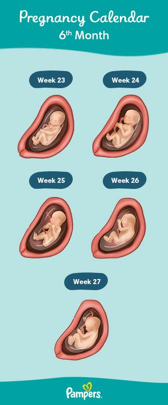 Pregnancy Month By Month Chart