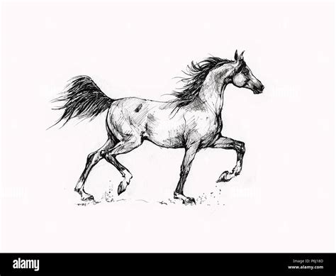 Arabian horse portrait drawing Stock Photo - Alamy