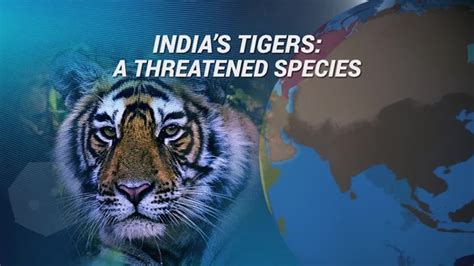 India S Tigers A Threatened Species Un Web Tv