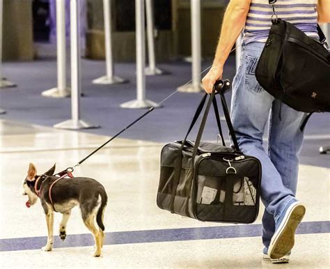 Consejos Para Viajar Con Mascotas De Forma Segura Autocares Vista Bus