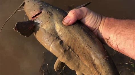 Texas Fishing Large Catfish Catch And Release 2020 Youtube