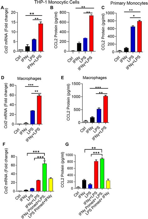 IFN γ and LPS Induce Synergistic Expression of CCL2 in Monocytic JIR