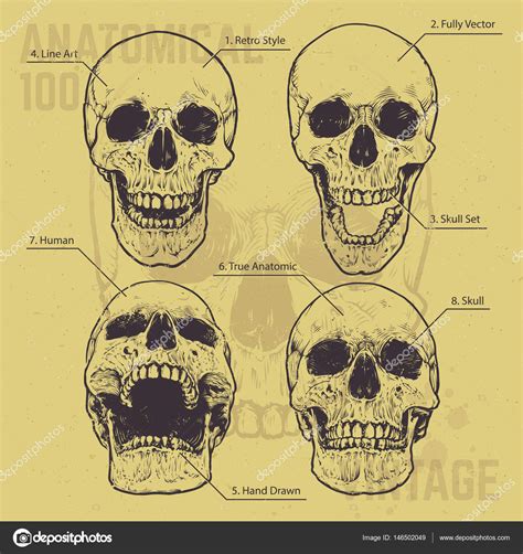 Anatomical Skulls Vector Set Stock Vector Image By Vecster