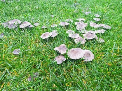 Fungal Disease On A Grass Bad Lawn Mushroom Group In Green Grass Stock Image Image Of Lawn