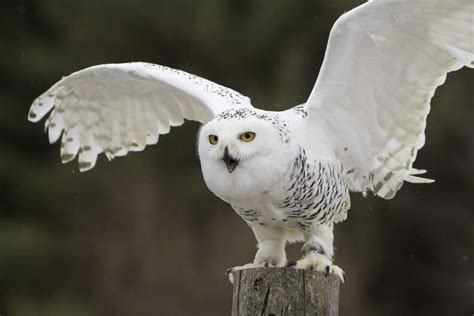 Snowy Owl Facts For Kids: 11 Things That May Surprise You About This ...